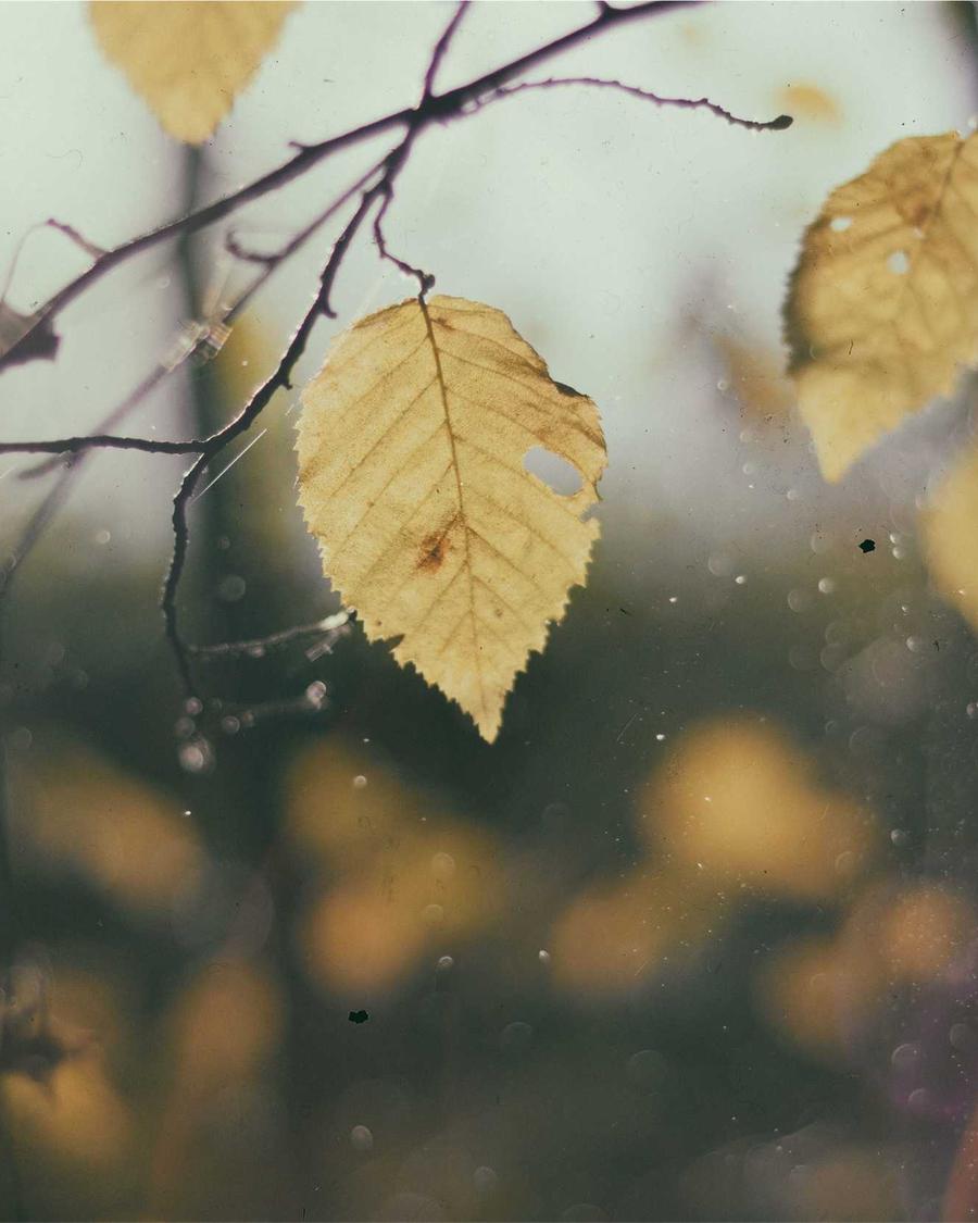 Feuille jaune sur une branche derrière une vitre couverte de gouttes