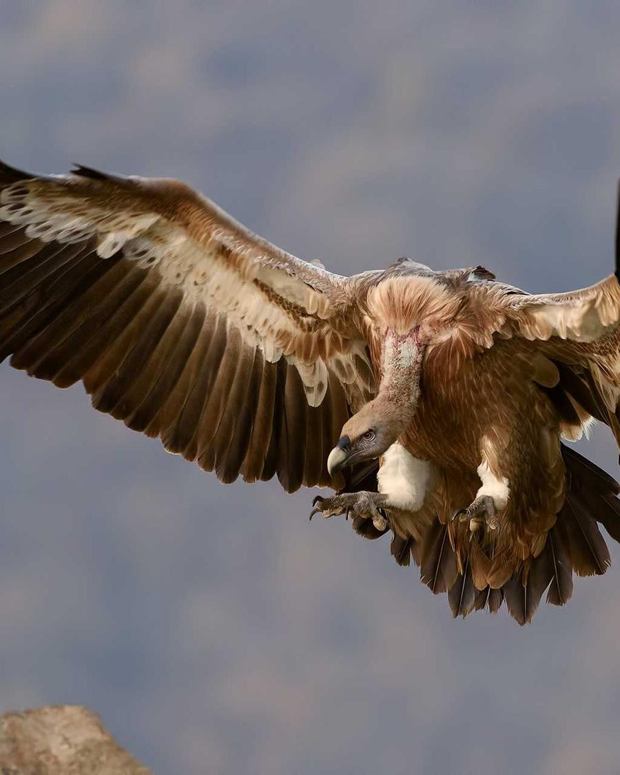 Vautour fauve ailes déployées juste avant de se poser